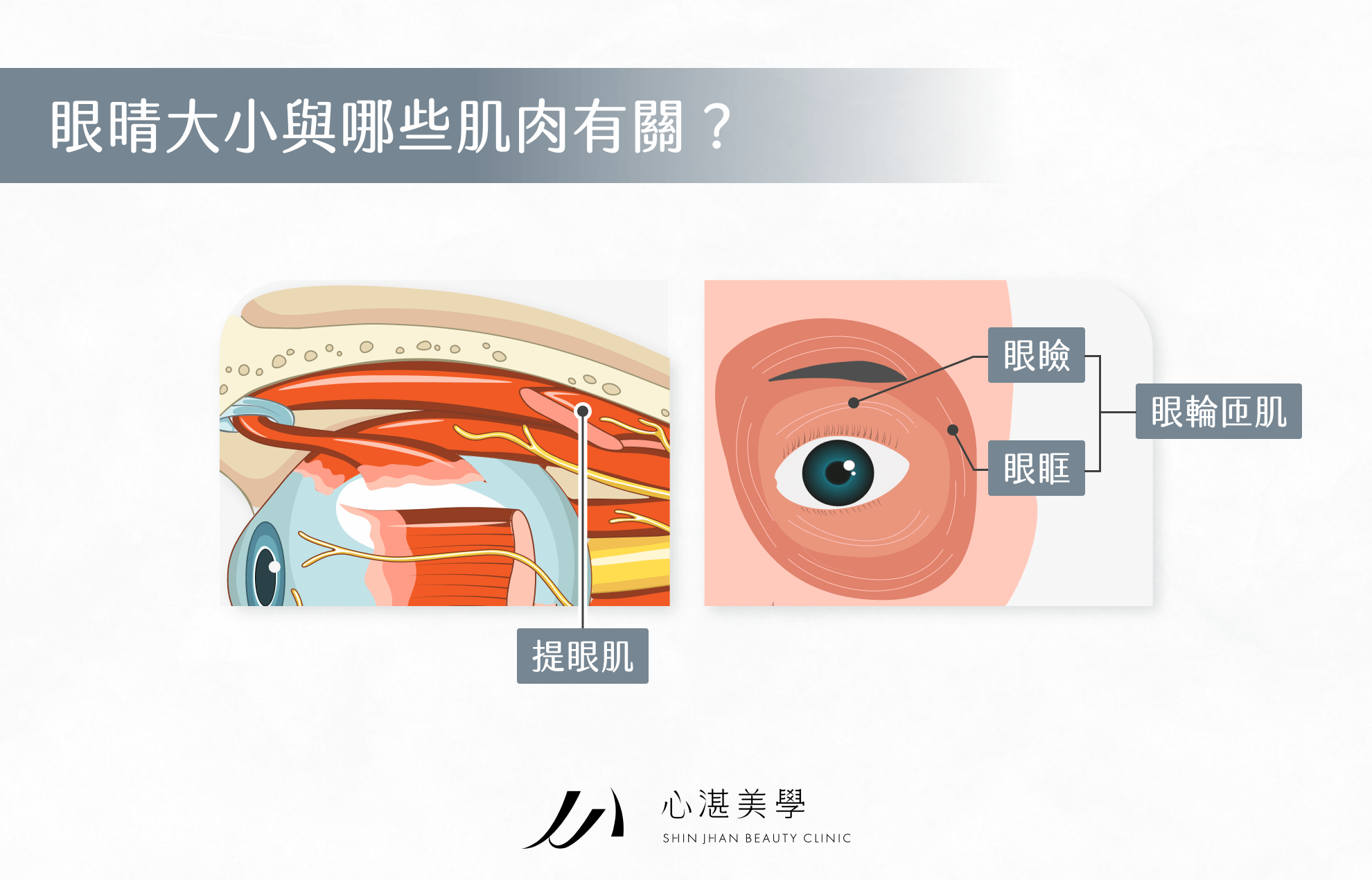 眼晴大小與哪些肌肉有關？